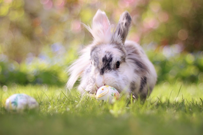 Easter Bunny in Green Grass
