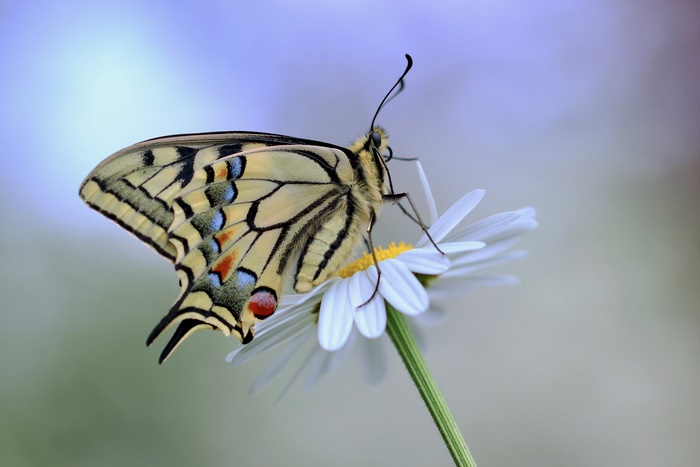 Swallowtail Butterfly on a Daisy Flower