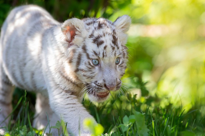 Adorable White Tiger Cub with Blue Eyes