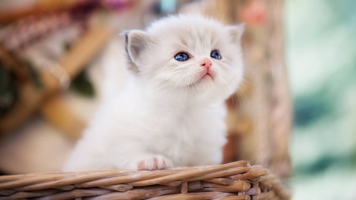 Adorable white kitten with blue eyes in a basket