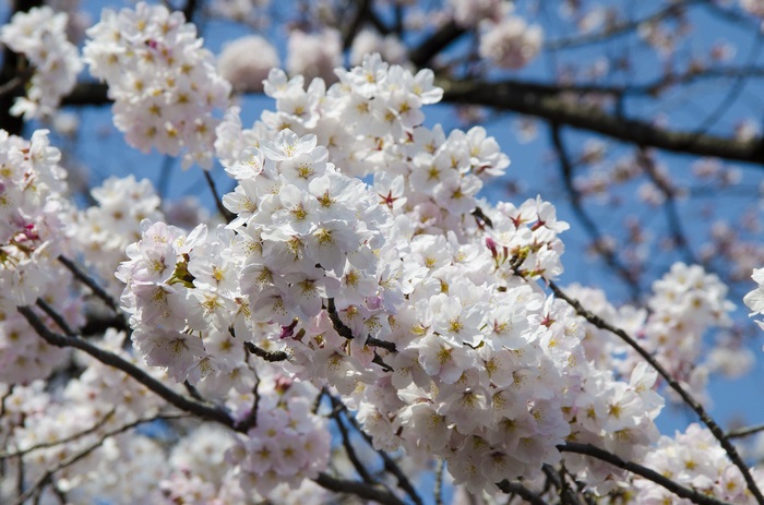 Delicate White Cherry Blossoms in Bloom