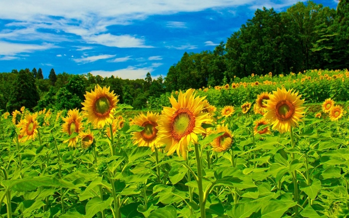 Vibrant sunflower field under a blue sky