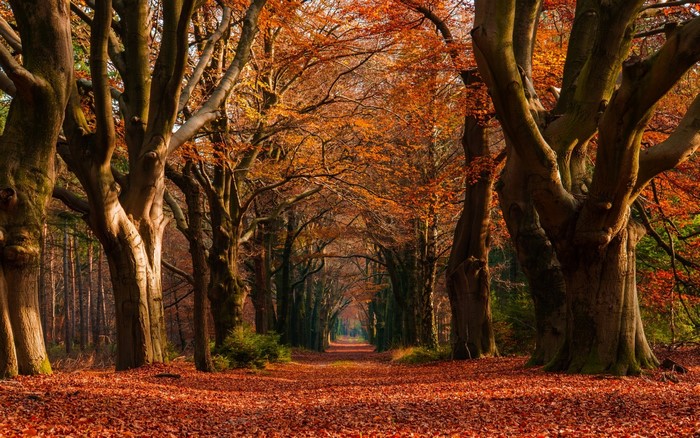 Beautiful Autumn Tree Lined Forest Path