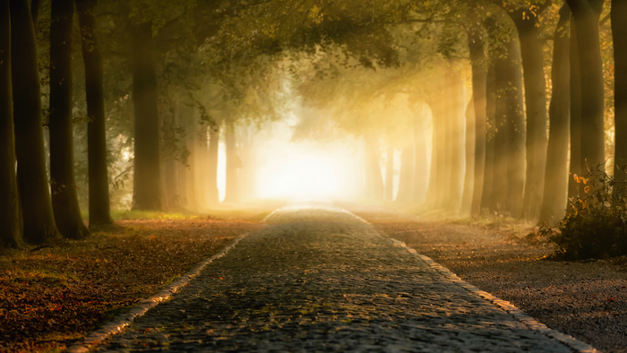 Golden Light on a Tree-Lined Road