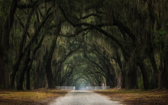 Avenue of moss-draped oak trees