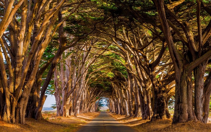 Golden Hour Road through a Tunnel of Trees