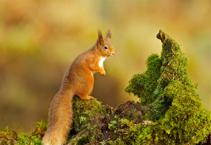 Curious Red Squirrel on Moss