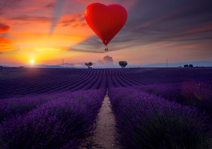 Heart Balloon over Lavender Field at Sunset