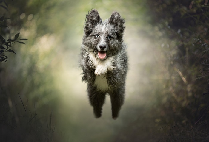 Happy Dog Jumping in Mid-Air
