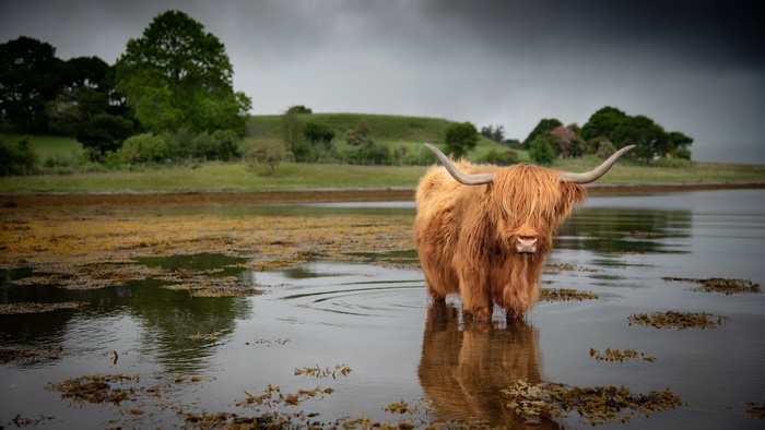 Highland Cattle Standing in Water 4K
