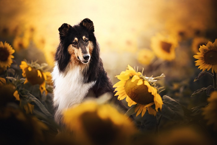 Scottish Shepherd Dog in Golden Sunflowers