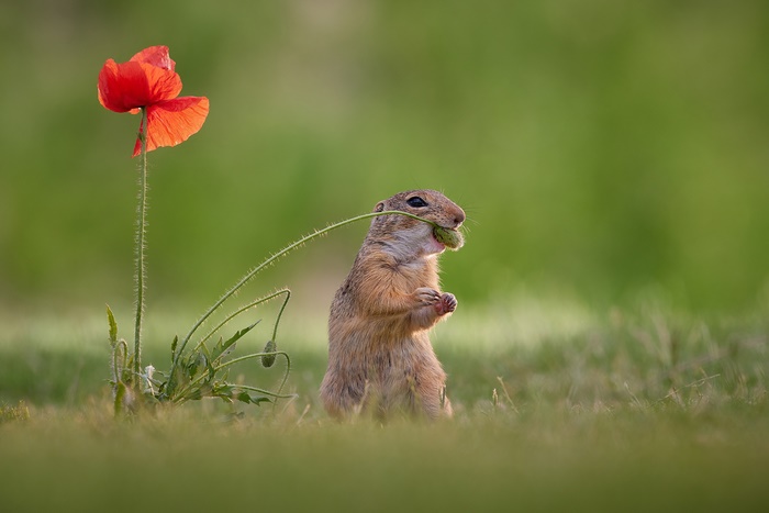 Gopher eating by red poppy