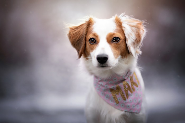 Adorable Kooikerhondje dog named Max in a bandana