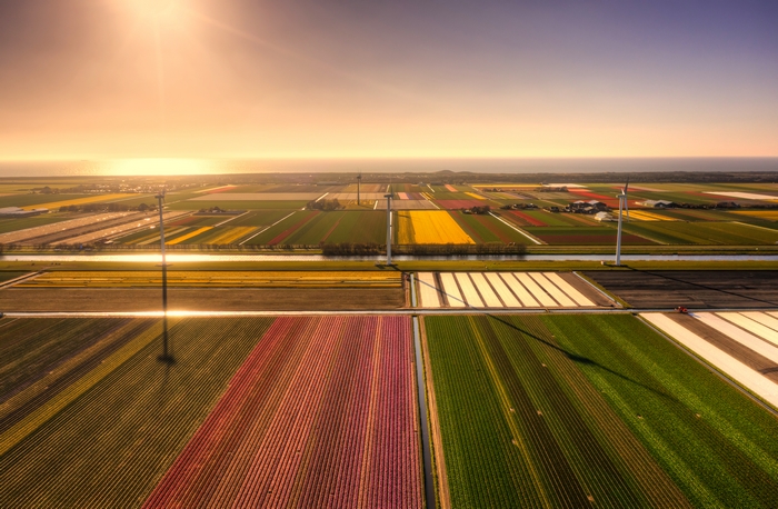Vibrant Fields and Wind Turbines at Golden Hour