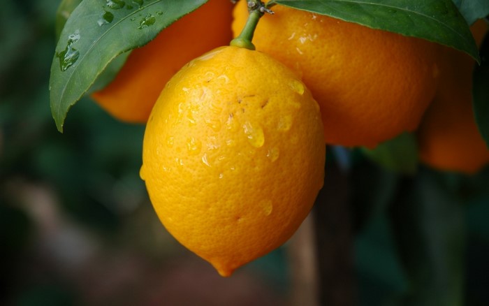 Fresh lemon fruit with water droplets on a tree