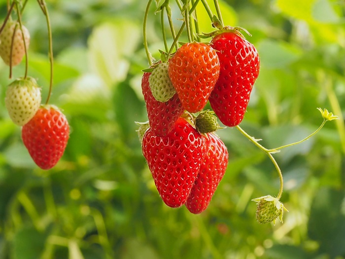Ripe and Unripe Strawberries on the Vine