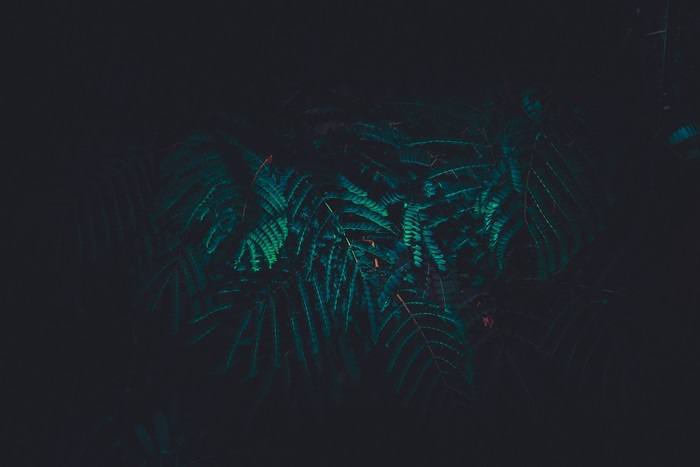 Deep Teal Fern Leaves in Darkness