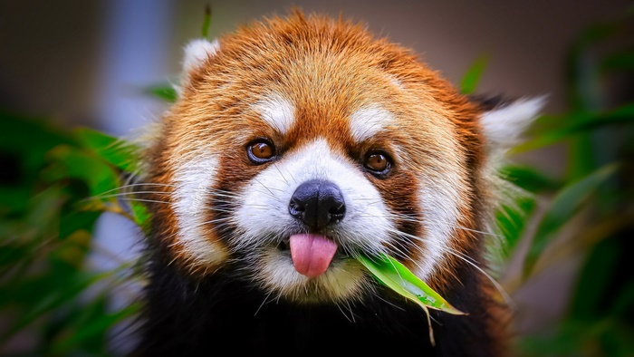 Red Panda with Tongue Out and Leaf