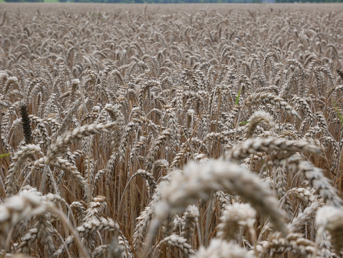 Golden Wheat Field