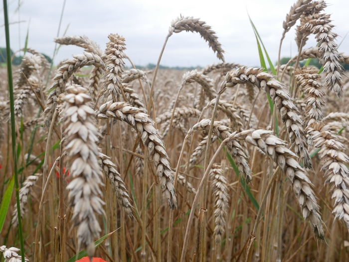 Close-up of Ripe Wheat Ears 4K