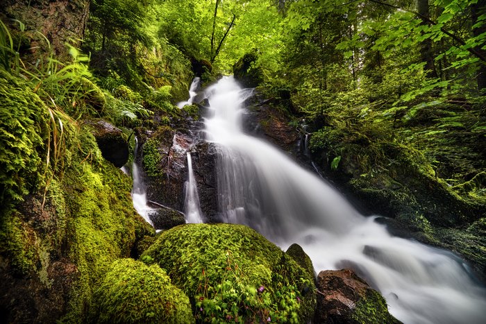 Cascading Waterfall in a Lush Green Forest