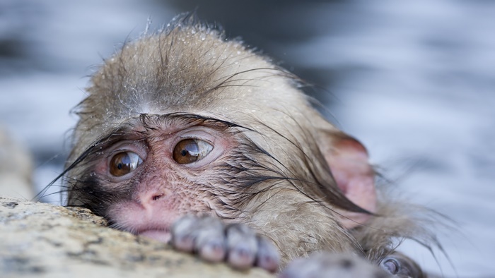 Cute wet Japanese Macaque monkey in hot spring
