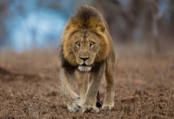Majestic Lion Approaching in Natural Habitat