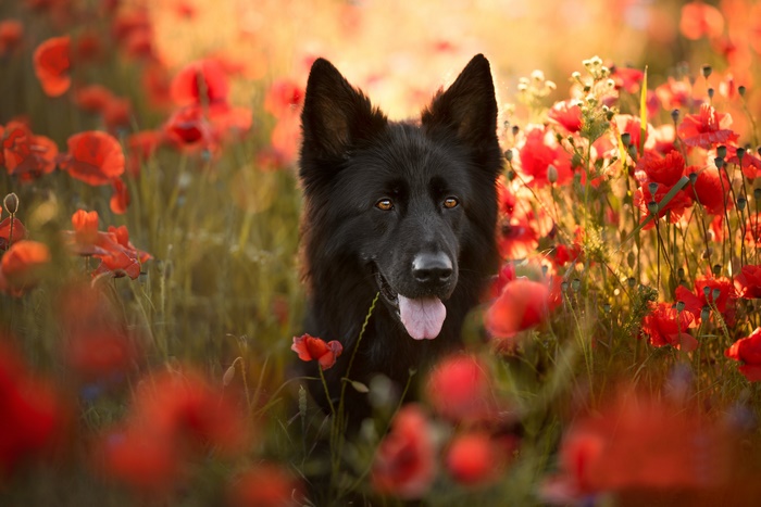 Black German Shepherd in a field of red poppies