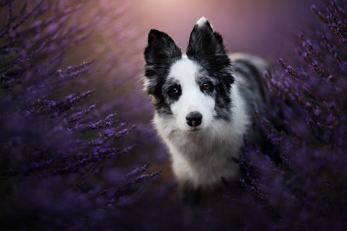Beautiful Border Collie Dog in Lavender