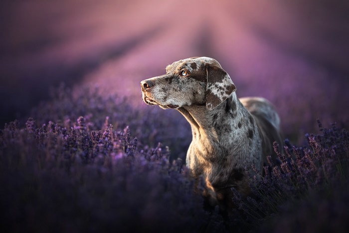 Pointer Dog in Lavender Field