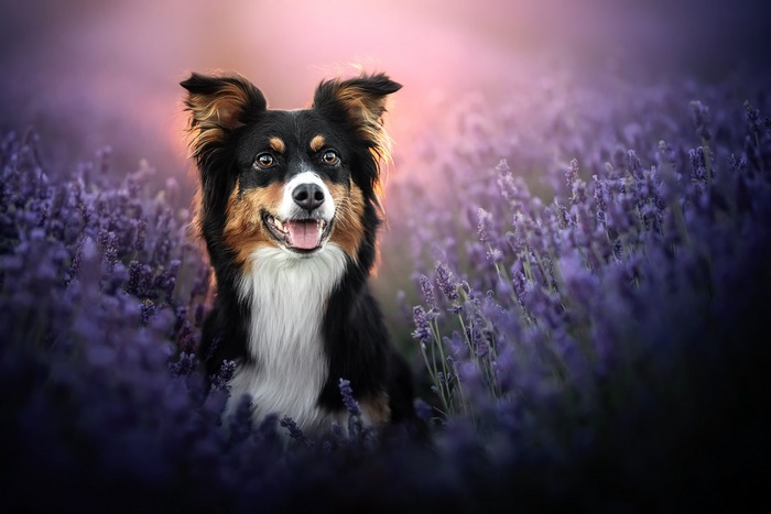 Happy Dog in Lavender Field