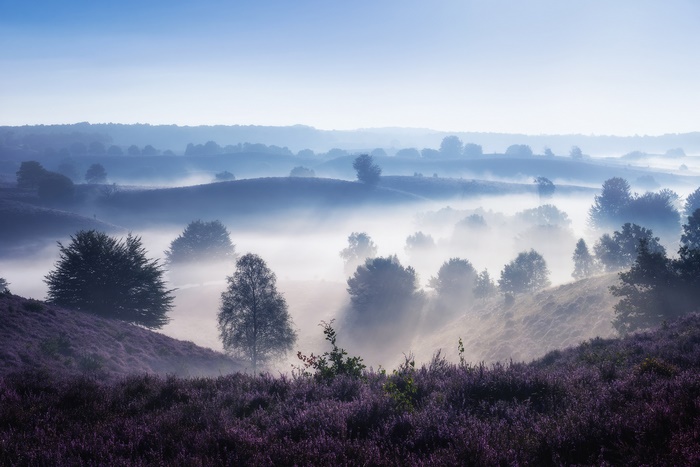 Serene foggy landscape with purple heather