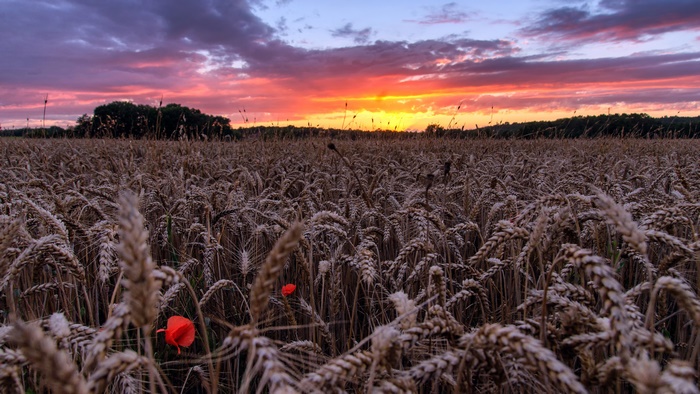 Golden Wheat Field and Poppies at Sunset
