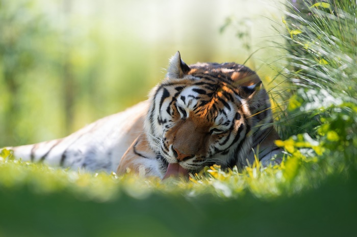 Relaxed tiger grooming itself in the sun