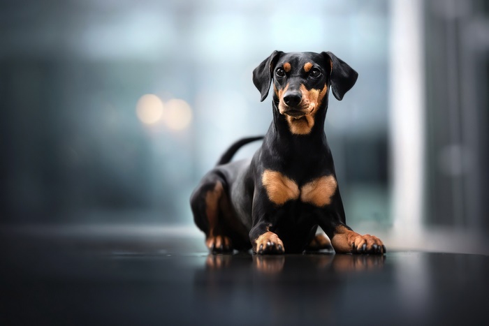 Doberman Pinscher Puppy Lying Down