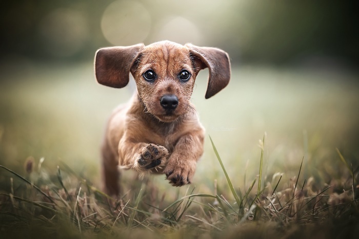Cute Dachshund puppy running in grass