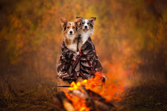 Cozy dog friends by the bonfire