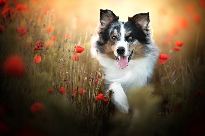 Border Collie running through a vibrant poppy field