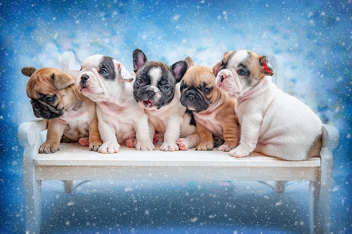 Five French Bulldog Puppies on a Snowy Bench