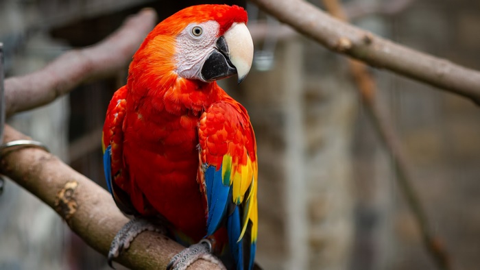 Vibrant Scarlet Macaw Parrot Perched on a Branch