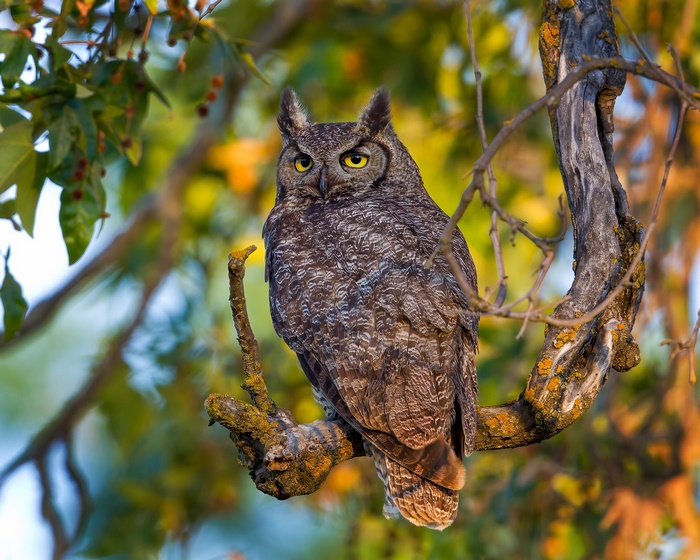 Great Horned Owl perched on a tree branch