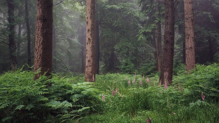 Misty Forest with Ferns and Foxglove Flowers