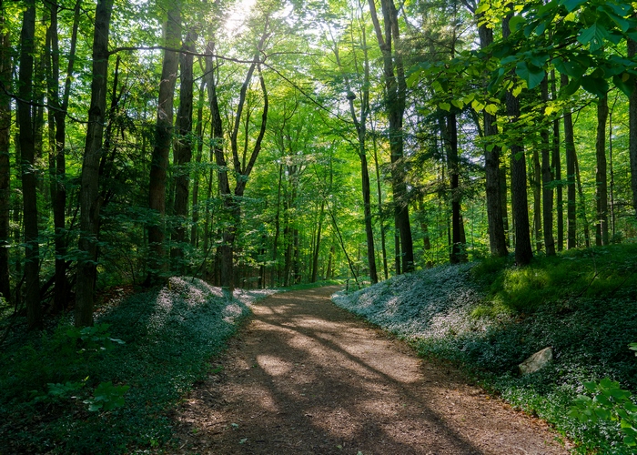 Sunny forest path through lush green trees