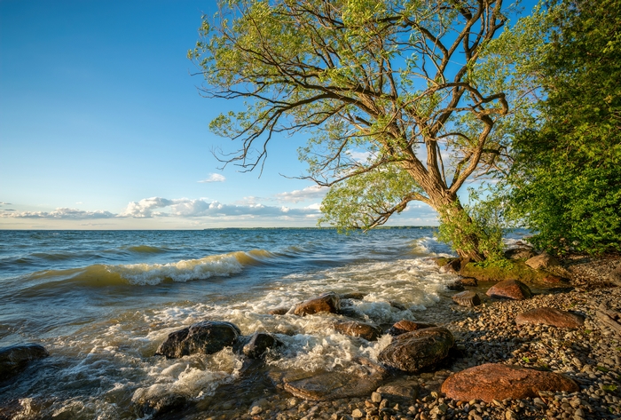 Tree by the ocean with crashing waves