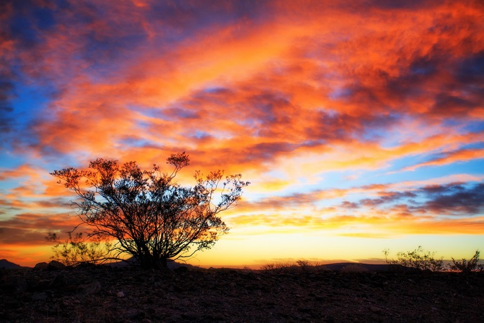 Vibrant Desert Sunrise with Silhouetted Bush