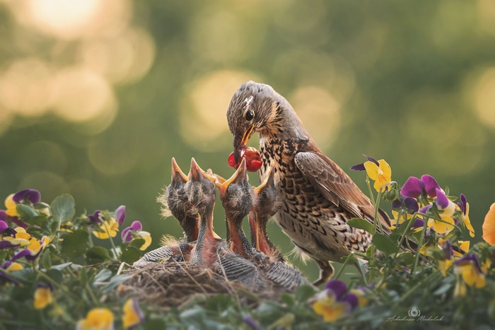 Fieldfare feeding hungry chicks a red berry