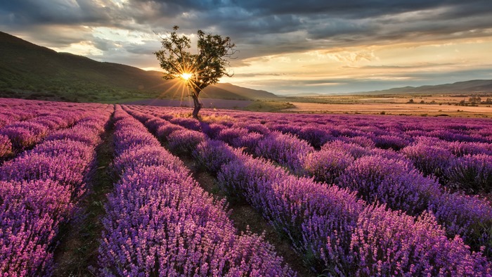 Lone Tree in Lavender Field at Sunset