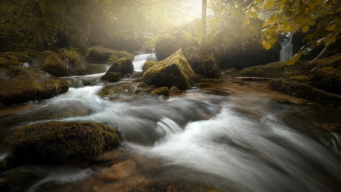 Misty golden light over a forest stream