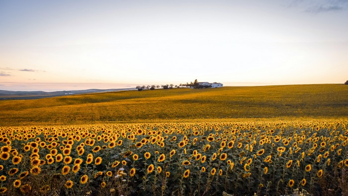 Vast sunflower field under a golden sunset sky