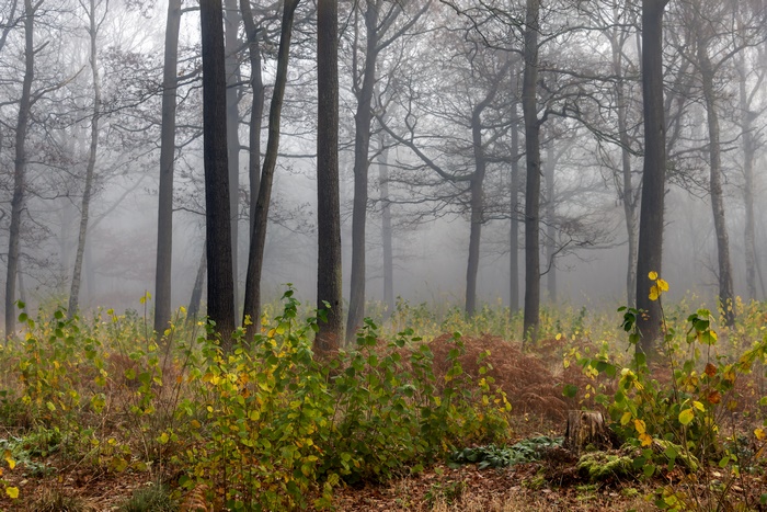 Ethereal foggy forest with vibrant ground cover